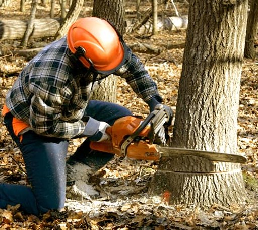 Tree Removal in Atlantic Mine, MI